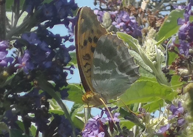 Argynnis paphia - nagy gyöngyházlepke