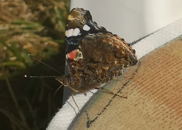 Vanessa atalanta - atalantalepke