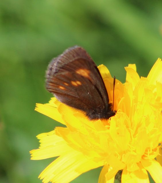Erebia eriphyle