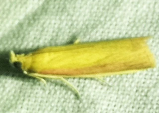 Oncocera semirubella - lucernamoly