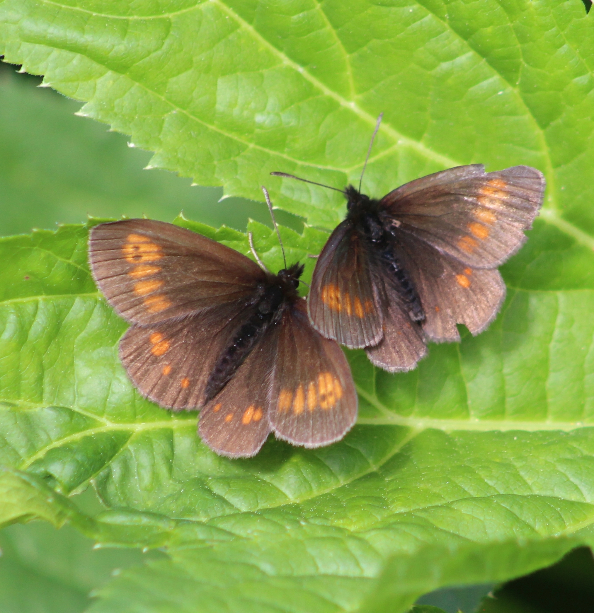 Erebia eriphyle