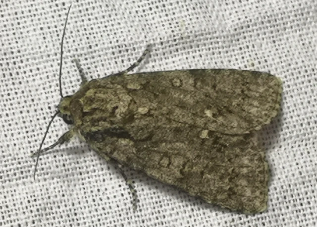 Acronicta rumicis - sóska-szigonyosbagoly Acronicta rumicis - sóska-szigonyosbagoly