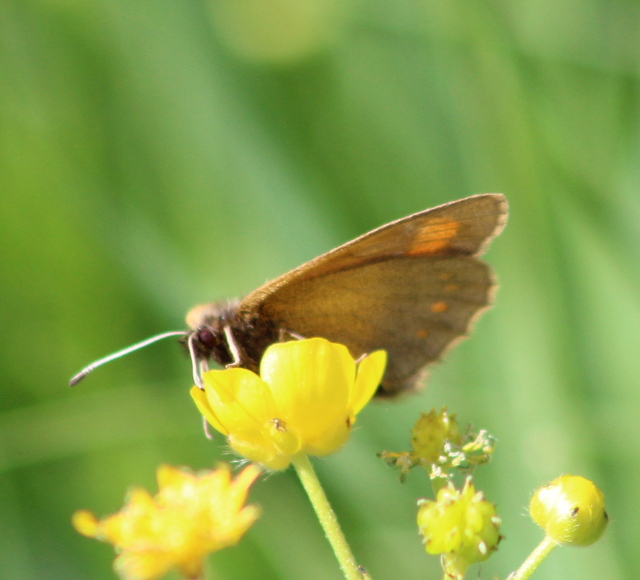 Erebia pharte