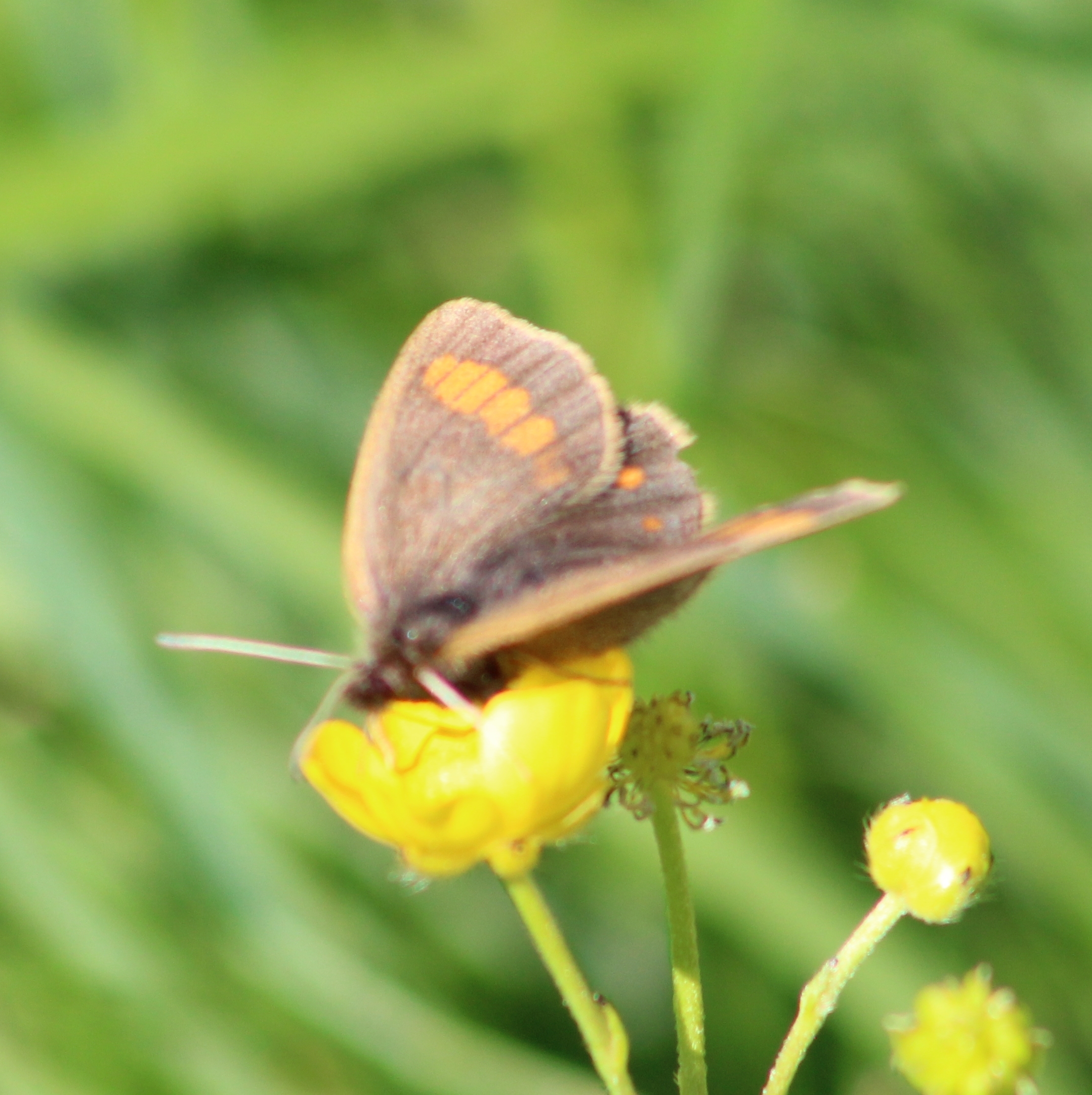 Erebia pharte