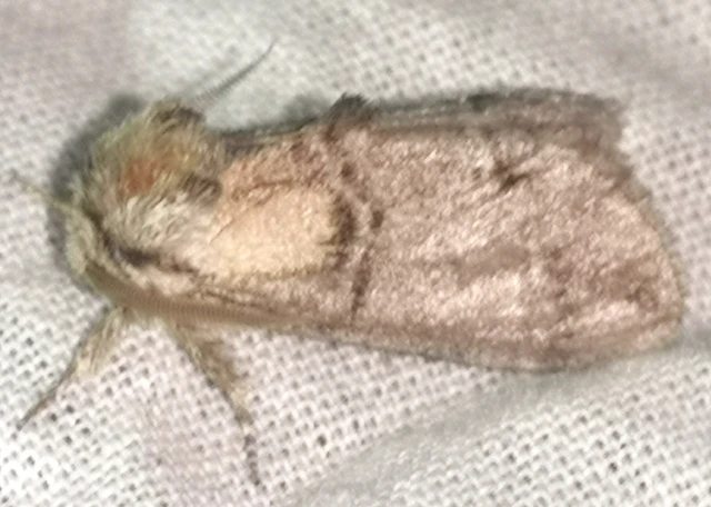 Drymonia velitaris - hegyi púposszövő
