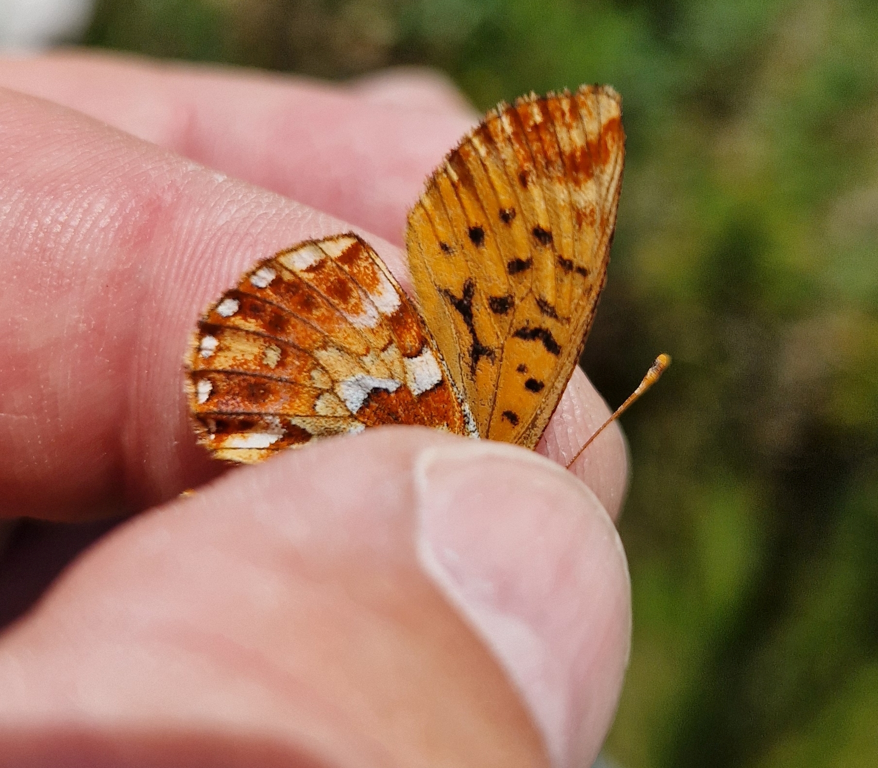 Boloria pales