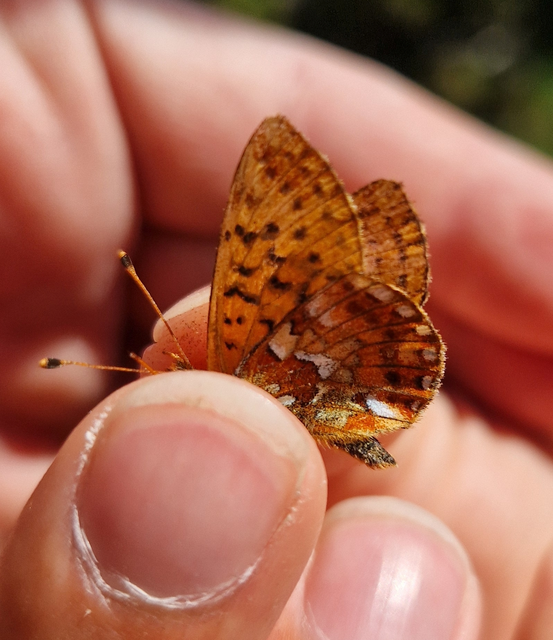 Boloria pales