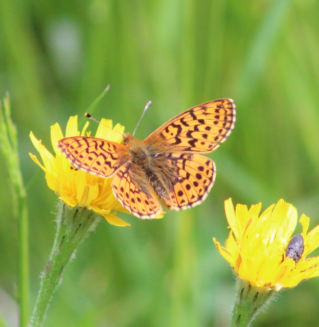 Boloria pales