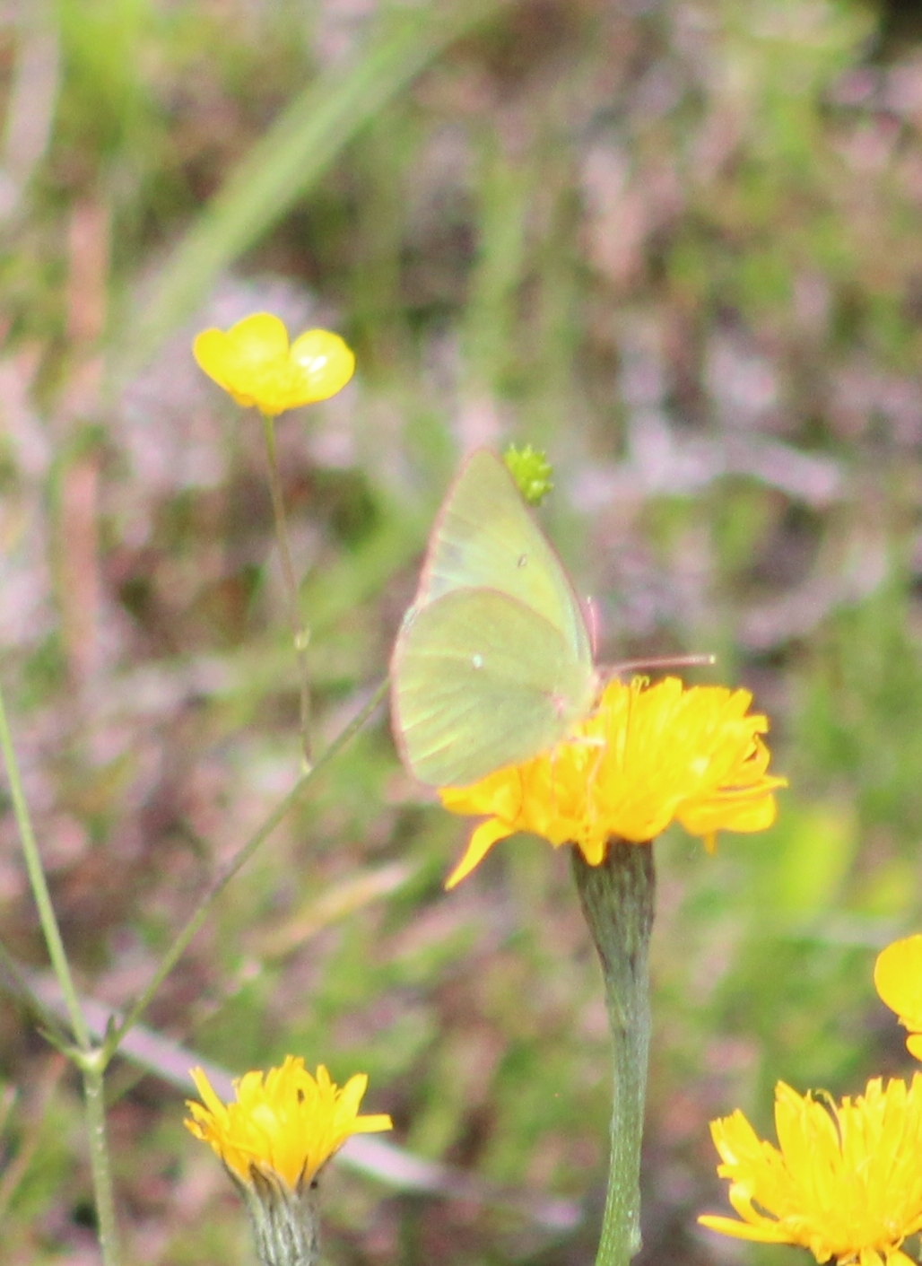Colias palaeno - tőzeg-kéneslepke