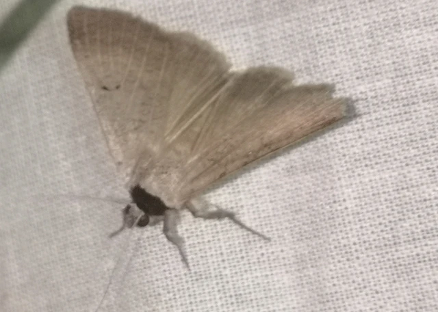 Lygephila craccae - gyakori csüdfűbagoly