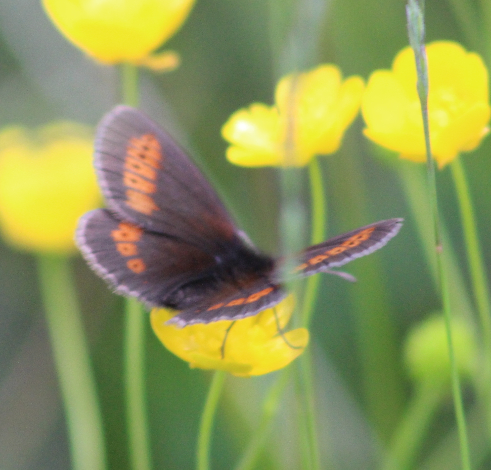 Erebia melampus