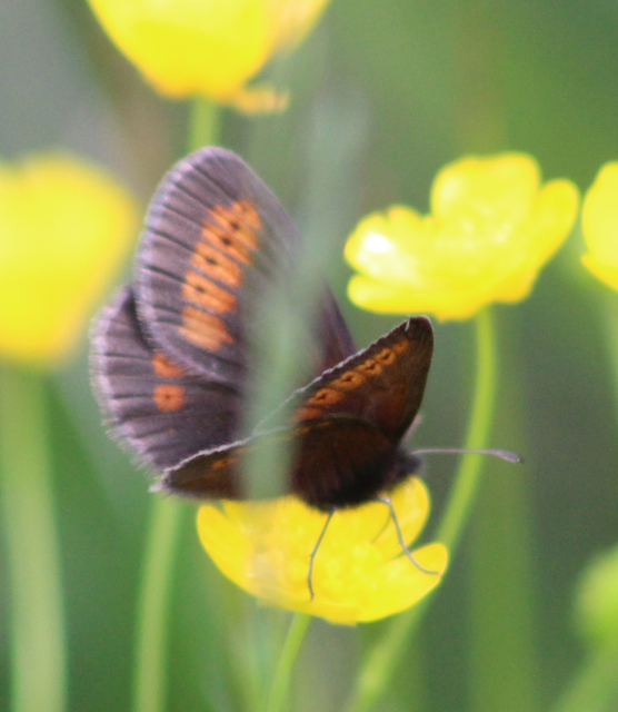 Erebia melampus