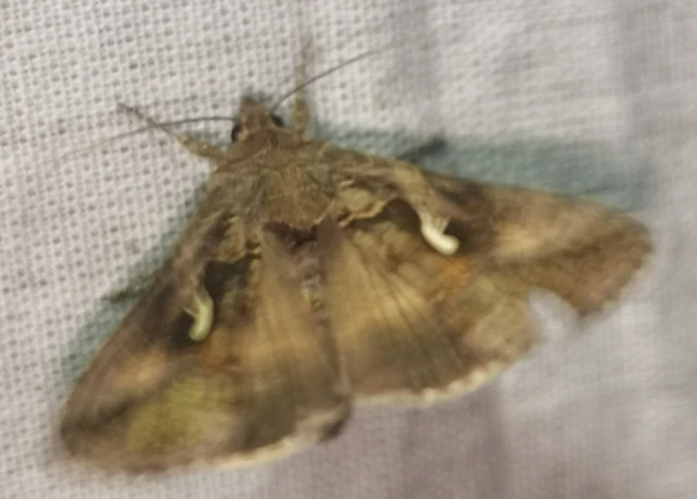 Autographa gamma - gammalepke