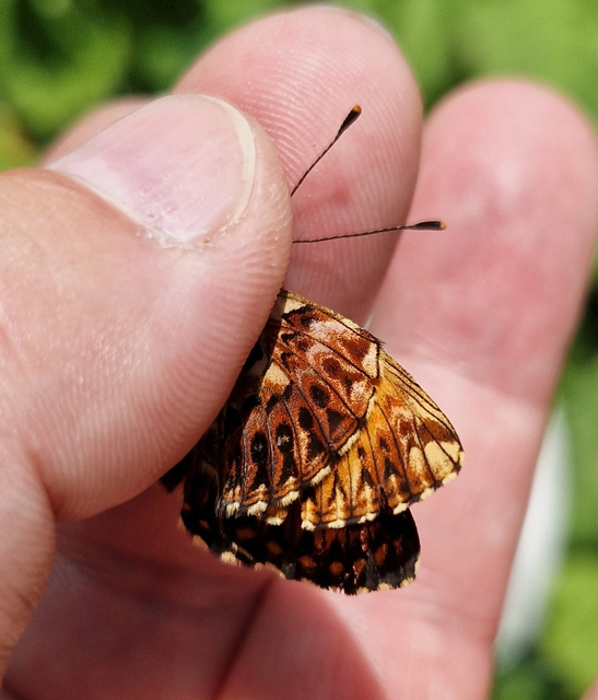 Boloria titania - lilás gyöngyházlepke