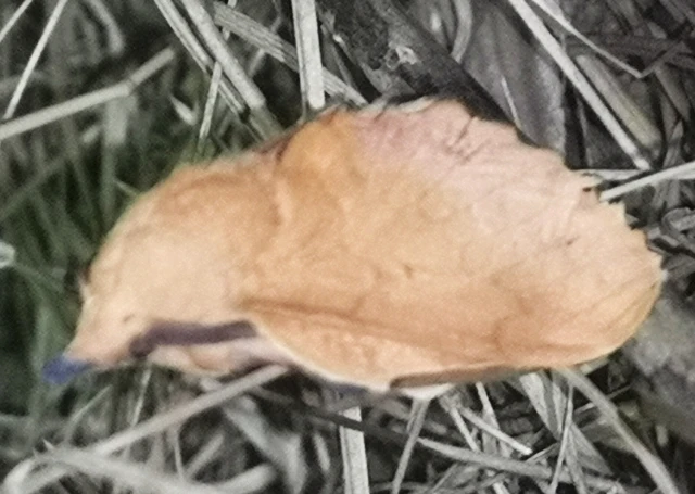 Gastropacha quercifolia - tölgylevélpohók