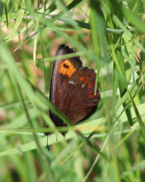 Erebia euryale