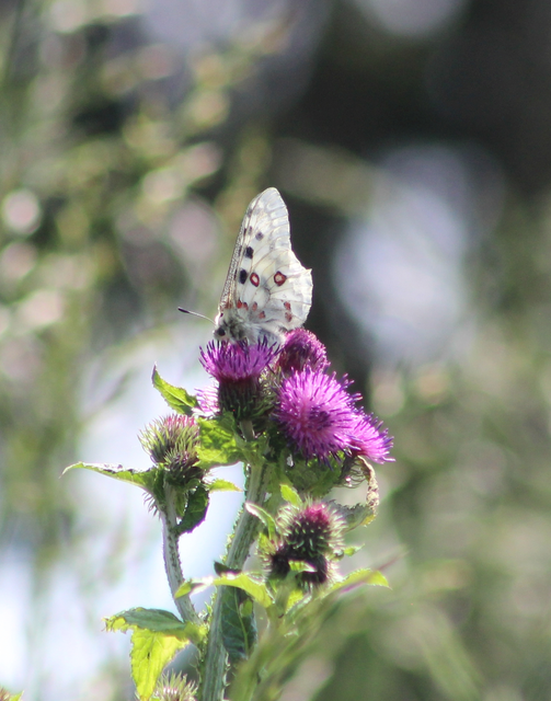 Parnassius apollo - Apollólepke