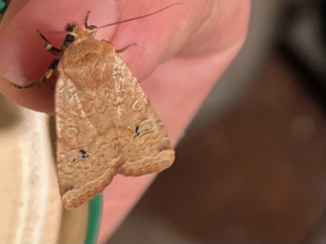 Conistra erythrocephala - vörösfejű őszibagoly