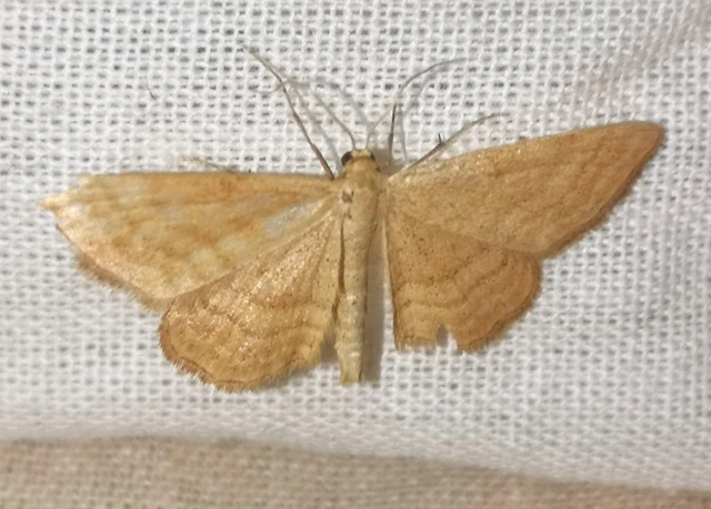 Idaea ochrata - okkerszínű sávosaraszoló