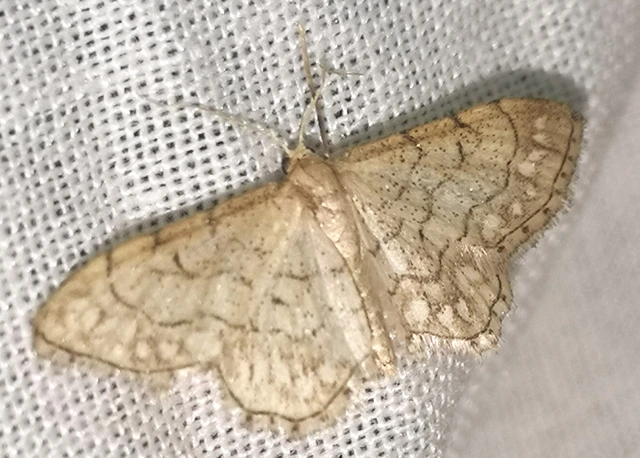 Idaea moniliata - gyöngyös apróaraszoló