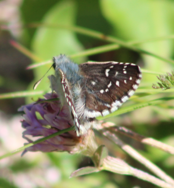 Pyrgus alveus - hegyi busalepke