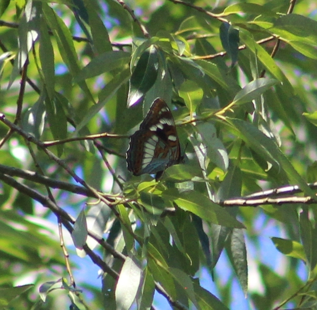 Limenitis populi - nagy nyárfalepke