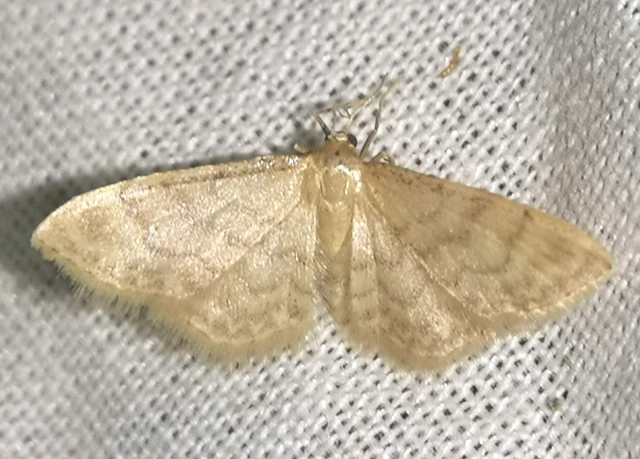 Idaea dilutaria - napvirág-apróaraszoló