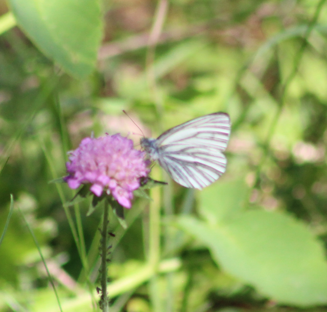 Pieris bryoniae - hegyi fehérlepke