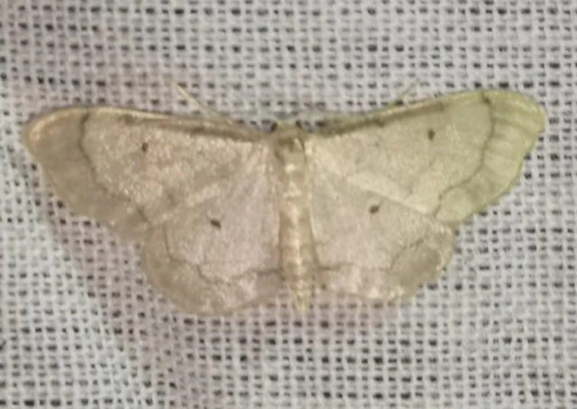 Idaea politaria - vonalas apróaraszoló