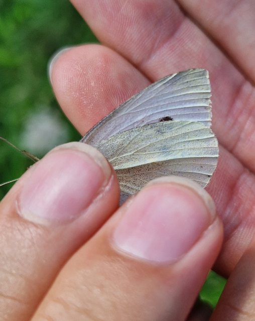 Pieris rapae - répalepke