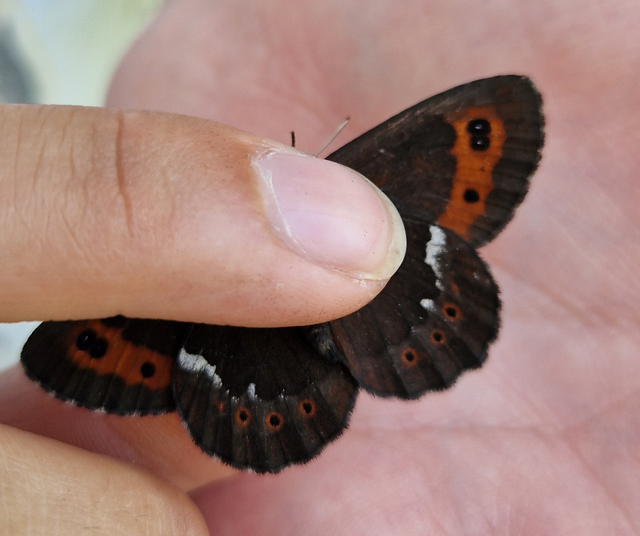 Erebia ligea - fehércsíkú szerecsenlepke