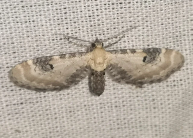 Eupithecia centaureata - búzavirág-törpearaszoló