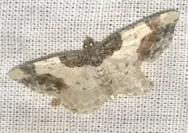 Ligdia adustata - barna levélaraszoló