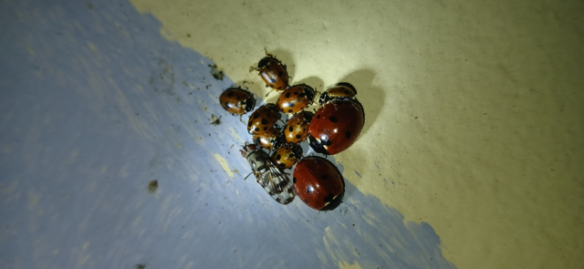 Ceroxys hortulana - kerti foltoslégy