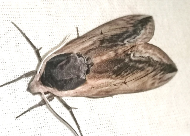Sphinx ligustri - fagyalszender