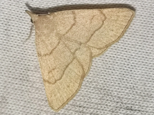 Paracolax tristalis - sárgás karcsúbagoly Paracolax tristalis - sárgás karcsúbagoly