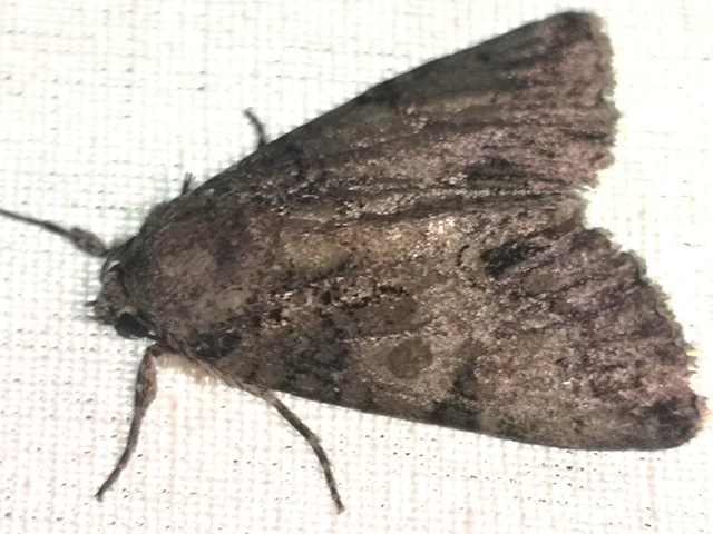 Polyphaenis sericata - selyemfényű erdeibagoly