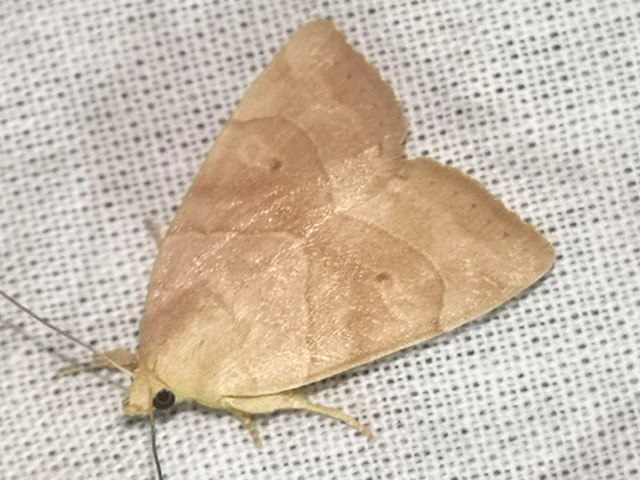 Cosmia trapezina - közönséges lombbagoly