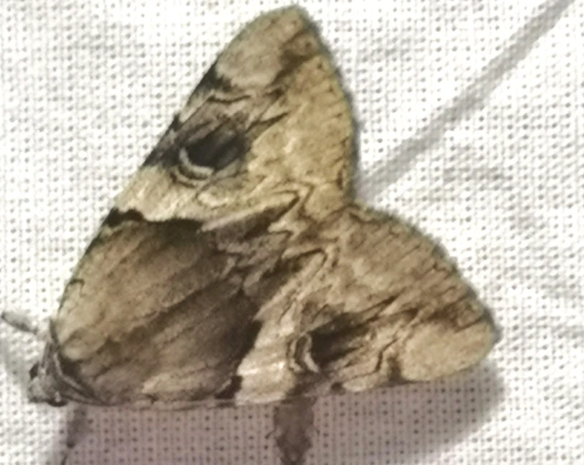Catocala fulminea - galagonya-övesbagoly