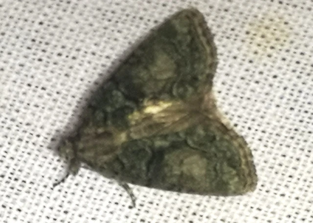 Cryphia algae - sárgászöld zuzmóbagoly