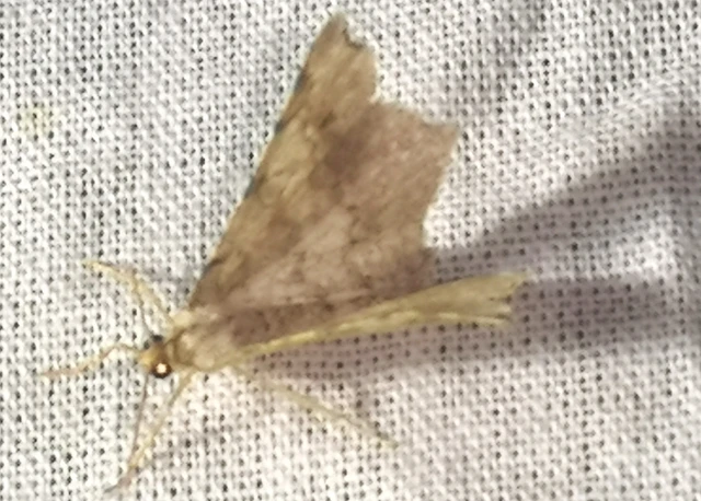 Macaria