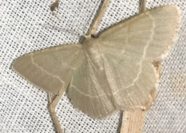 Chlorissa cloraria - sárgászöld araszoló