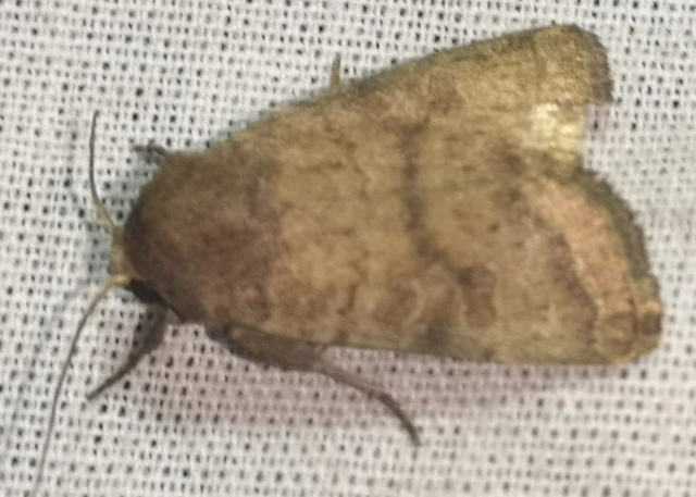 Hoplodrina octogenaria - barna selymesbagoly