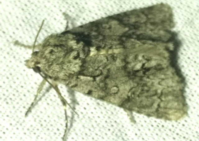 Acronicta auricoma - aranyos szigonyosbagoly