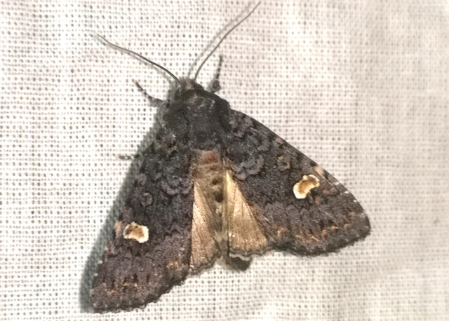 Melanchra persicariae - fehérfoltos kertibagoly