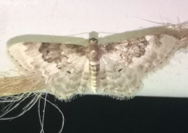 Idaea rusticata - tarka apróaraszoló