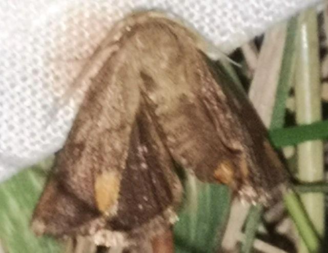 Apoda limacodes - kagylólepke