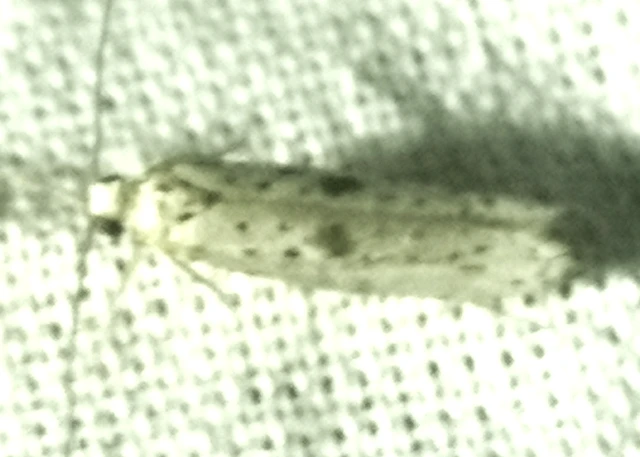 Yponomeuta plumbella - pókhálós bengemoly