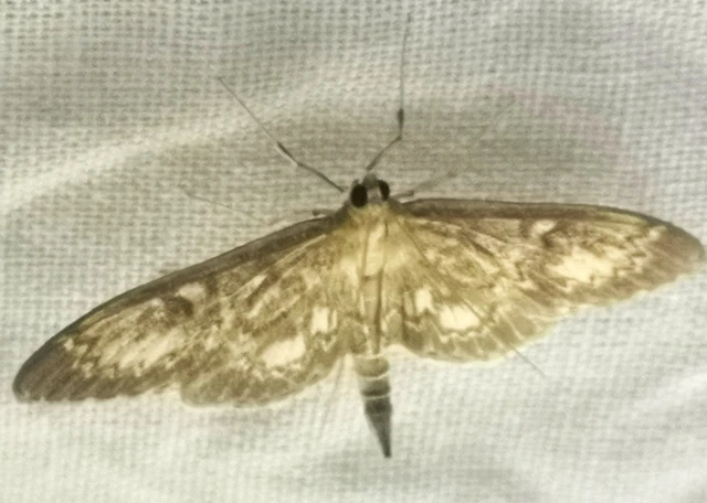 Anania lancealis - hosszúszárnyú tűzmoly