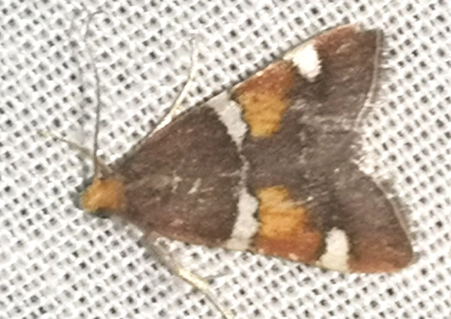 Pyralis regalis - pompás fényilonca
